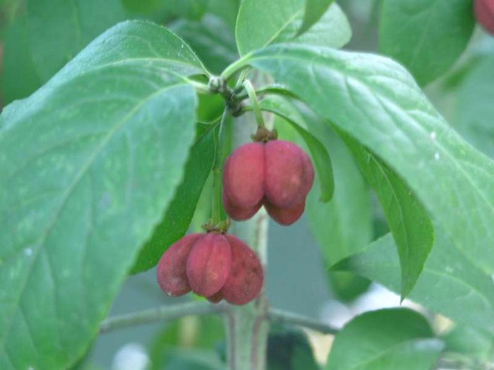 Euonymus europaeus (2)